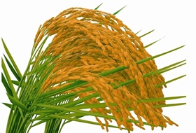 水稻各生育期病蟲(chóng)害防治(病蟲(chóng)全程解決方案)